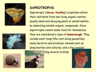 SAPROTROPHS  Saprotropic ( ‘decay-feeding’ ) organisms obtain their nutrients from non-living organic matter, usually dead and decaying plant or animal matter, by absorbing soluble organic compounds. Since saprotrophs cannot make food for themselves, they are considered a type of  heterotroph.   They include most fungi (the rest being parasites); many bacteria and protozoa; animals such as dung beetles and vultures; and a few unusual plants, including several orchids.  