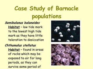 Case Study of Barnacle populations Semibalanus balanoides   Habitat  – low tide mark to the lowest high tide mark as they have little toleration to desiccation  Chthamalus stellatus   Habitat  – found in areas of rocks which may be exposed to air for long periods, as they can survive some period of desiccation 