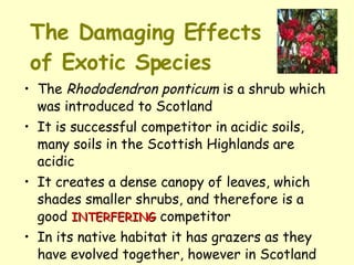 The Damaging Effects  of Exotic Species The  Rhododendron ponticum  is a shrub which was introduced to Scotland  It is successful competitor in acidic soils, many soils in the Scottish Highlands are acidic  It creates a dense canopy of leaves, which shades smaller shrubs, and therefore is a good  INTERFERING  competitor  In its native habitat it has grazers as they have evolved together, however in Scotland the sheep and rabbits do not eat it 