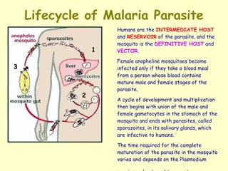 Humans are the  INTERMEDIATE HOST  and  RESERVOIR  of the parasite, and the mosquito is the  DEFINITIVE HOST  and  VECTOR .  Female   anopheline mosquitoes become infected only if they take a blood meal from a person whose blood contains mature male and female stages of the parasite.  A cycle of development and multiplication then begins with union of the male and female   gametocytes in the stomach of the mosquito and ends with parasites, called sporozoites, in its salivary glands, which are infective to humans.  The time required for the complete maturation of the parasite in the mosquito varies and   depends on the Plasmodium species and external temperature.   Lifecycle of Malaria Parasite 1 2 3 