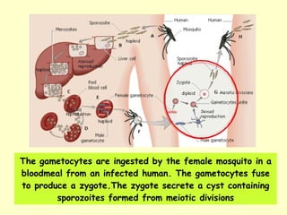 The gametocytes are ingested by the female mosquito in a bloodmeal from an infected human. The gametocytes fuse to produce a zygote.The zygote secrete a cyst containing sporozoites formed from meiotic divisions 