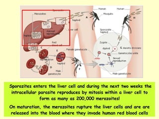 Sporozites enters the liver cell and during the next two weeks the intracellular parasite reproduces by mitosis within a liver cell to form as many as 200,000 merozoites! On maturation, the merozoites rupture the liver cells and are are released into the blood where they invade human red blood cells 