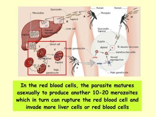 In the red blood cells, the parasite matures asexually to produce another 10-20 merozoites which in turn can rupture the red blood cell and invade more liver cells or red blood cells 