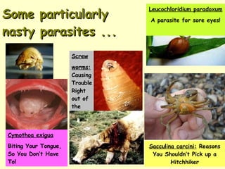 Some particularly nasty parasites ... Leucochloridium paradoxum A parasite for sore eyes! Cymothoa exigua   Biting Your Tongue, So You Don’t Have To! Sacculina carcini:  Reasons You Shouldn’t Pick up a Hitchhiker Screw worms:  Causing Trouble Right out of the Hatch 