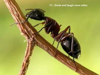 17.-  Smile and laugh more often . 
