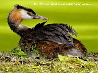 19.-  Life is too short to waste time hating someone. 