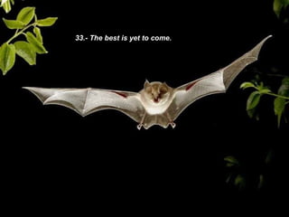 33.- The best is yet to come.  