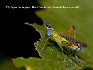 39.- Enjoy the  voyage.  There is only one chance to be successful. 