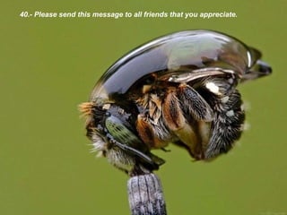 40.- Please send this message to all friends that you appreciate. 