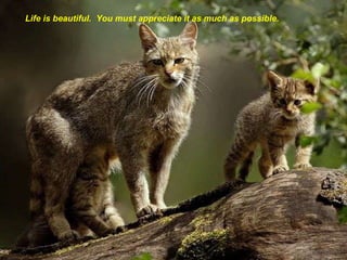 Life is beautiful.  You must appreciate it as much as possible. 