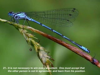 21.- It is not necessary to win every argument .  One must accept that the other person is not in agreement, and learn from his position.   