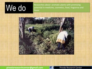 We do
Researches about aromatic plants with promising
potential in medicine, cosmetics, food, fragrance and
flavor
pinedaresearchcenter@gmail.com Pineda Research Center
 