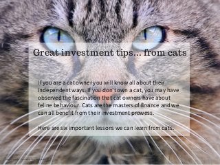 If you are a cat owner you will know all about their
independent ways. If you don’t own a cat, you may have
observed the fascination that cat owners have about
feline behaviour. Cats are the masters of finance and we
can all benefit from their investment prowess.
Here are six important lessons we can learn from cats.
Great investment tips... from cats
Image source: Tambako The Jaguar Flickr
 
