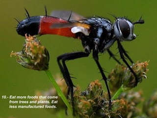 10.- Eat more foods that come from trees and plants . Eat less manufactured foods . 