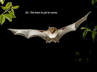 33.- The best is yet to come.  