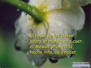 El rocío de los cielos sobre el mundo va a caer, el Mesías prometido, hecho niño, va a nacer. 