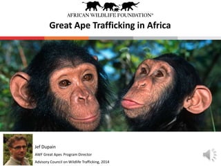 Great Ape Trafficking in Africa 
Jef Dupain 
AWF Great Apes Program Director 
Advisory Council on Wildlife Trafficking, 2014 
 
