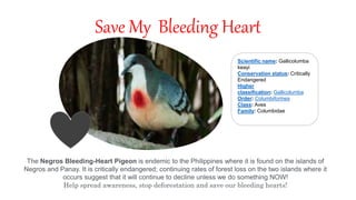 Save My Bleeding Heart
The Negros Bleeding-Heart Pigeon is endemic to the Philippines where it is found on the islands of
Negros and Panay. It is critically endangered; continuing rates of forest loss on the two islands where it
occurs suggest that it will continue to decline unless we do something NOW!
Help spread awareness, stop deforestation and save our bleeding hearts!
Scientific name: Gallicolumba
keayi
Conservation status: Critically
Endangered
Higher
classification: Gallicolumba
Order: Columbiformes
Class: Aves
Family: Columbidae
 