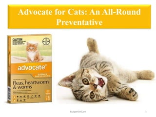 Advocate for Cats: An All-Round
Preventative
BudgetVetCare 1
 