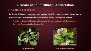 Reasons of un-intentional Adulteration
1. Confusion in names:
• In India different languages are spoken in different areas thus in such cases
unintentional adulteration occurs due to local/ vernacular names.
• E.g. Aerva lanata (Mountain knotgrass/ Kapurmadhuri) adulterated as
Bergenia lingualata (Pashanbhed)
Fig. Aerva lanata Fig. Bergenia lingualata
 