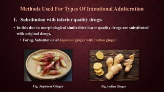Methods Used For Types Of Intentional Adulteration
1. Substitution with inferior quality drugs:
• In this due to morphological similarities lower quality drugs are substituted
with original drugs.
• For eg. Substitution of Japanese ginger with Indian ginger.
Fig. Japanese Ginger Fig. Indian Ginger
 