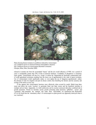 Am-Euras. J. Agric. & Environ. Sci., 5 (S): 01-55, 2009
22
A B
Photo showing disease resistance in cauliflower induced by vermicompost
(A). Cauliflower grown on chemical fertilizers (Susceptible to diseases)
(B). Cauliflower grown on vermicompost (Resistant to diseases)
(Hazipur, Bihar, India. December 2008)
released at constant rate from the accumulated ‘humus’ and the net overall efficiency of NPK over a period of
years is considerably greater than 50% of that of chemical fertilizers. Availability of phosphorus is sometimes
much greater. Vermicompost will also be a ‘recipe’ to restore the ‘degenerated & chemically contaminated soils’
of world agricultural ecosystems resulting from the heavy use of agrochemicals in the wake of green revolution.
Use of vermicompost would significantly reduce or even replace the use of ‘dangerous agrochemicals’, reduce
the demand of water for irrigation and pest & disease control, thus benefiting the farmers and the economy and
ecology of the nation in every way.
It also appears that vermicompost functions more effectively when covered by mulch. Mulch keep them
moist and allows the worm ‘cocoons’ to germinate faster into baby worms and the beneficial microbes to
multiply and act faster. Apparently, it is both earthworms and its excreta (vermicast) that plays combined role in
growth promotion. Worms & microbes secrete growth promoting plant hormones ‘gibberlins’, ‘auxins’ and
‘cytokinins’, help mineralise the nutrients and make them ‘bioavailable’. In a glasshouse trial, Buckerfield
(47 & 48) found that the ‘stimulatory effect’ of vermicompost on plant growth was apparently destroyed when it
was ‘sterilized’.
 