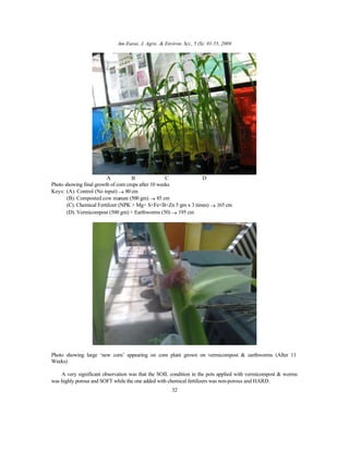 Am-Euras. J. Agric. & Environ. Sci., 5 (S): 01-55, 2009
32
A B C D
Photo showing final growth of corn crops after 10 weeks
Keys: (A). Control (No input) → 80 cm
(B). Composted cow manure (500 gm) → 85 cm
(C). Chemical Fertilizer (NPK + Mg+ S+Fe+B+Zn 5 gm x 3 times) → 165 cm
(D). Vermicompost (500 gm) + Earthworms (50) → 195 cm
Photo showing large ‘new corn’ appearing on corn plant grown on vermicompost & earthworms (After 11
Weeks)
A very significant observation was that the SOIL condition in the pots applied with vermicompost & worms
was highly porous and SOFT while the one added with chemical fertilizers was non-porous and HARD.
 
