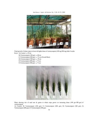 Am-Euras. J. Agric. & Environ. Sci., 5 (S): 01-55, 2009
36
Final growth of wheat crops on lower & higher doses of vermicompost (100 mg-500 mg) after 8 weeks
Keys: A) Control → 55 cm
B) Vermicompost (100 gm) → 60 cm
C) Vermicompost (200 gm) → 72 cm (Overall Best)
D) Vermicompost (300 gm) → 70 cm
E) Vermicompost (400 gm) → 73 cm
F) Vermicompost (500 gm) → 71 cm
Photo showing size of seed ears & grains in wheat crops grown on increasing doses (100 gm-500 gm) of
vermicompost
A) Control; B) Vermicompost (100 gm); C) Vermicompost (200 gm); D) Vermicompost (300 gm); E)
Vermicompost (400 gm); F) Vermicompost (500 gm)
 