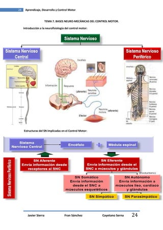 24    Aprendizaje, Desarrollo y Control Motor


                      TEMA 7. BASES NEURO-MECÁNICAS DEL CONTROL MOTOR.

     Introducción a la neurofisiología del control motor:




     Estructuras del SN implicadas en el Control Motor:




        Javier Sierra                 Fran Sánchez          Cayetano Serna   24
 