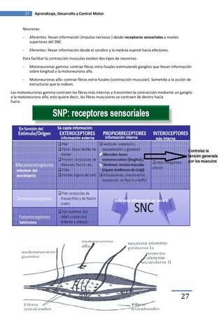 27      Aprendizaje, Desarrollo y Control Motor


      Neuronas:
      -        Aferentes: llevan información (impulso nervioso ) desde receptores sensoriales a niveles
               superiores del SNC.
      -        Eferentes: llevan información desde el cerebro y la médula espinal hacia efectores.

      Para facilitar la contracción musculas existen dos tipos de neuronas:
      -        Motoneuronas gamma: contrae fibras intra-fusales estimulando ganglios que llevan información
               sobre longitud a la motoneurona alfa.
      -        Motoneuronas alfa: contrae fibras extra-fusales (contracción muscular). Sometida a la acción de
               estructuras que la rodean.
Las motoneuronas gamma contraen las fibras más internas y transmiten la contracción mediante un ganglio
a la motoneurona alfa; esto quiere decir, las fibras musculares se contraen de dentro hacia
fuera.




                    Javier Sierra                 Fran Sánchez                   Cayetano Serna           27
 