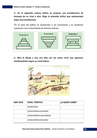 Módulo Cuatro. Bloque 11. Tareas y Exámenes
Educación Secundaria Para Adultos – Ámbito Científico y Tecnológico 210
3.- En la siguiente cadena trófica se produce una transferencia de
biomasa de un nivel a otro. Elige la pirámide trófica que representará
mejor esa transferencia.
*En la base del gráfico se representan a los productores y en escalones
superiores a los consumidores de diversos órdenes.
4.- Mira el dibujo y haz una lista con los seres vivos que aparecen
clasificándolos según su nivel trófico:
SER VIVO NIVEL TRÓFICO ¿A QUIÉN COME?
productores ....
consumidores primarios
consumidores secundarios
consumidores terciarios
 