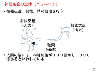 神経細胞の全体（ニューロン）
• 情報伝達，記憶，情報処理を行う
• 人間の脳には，神経細胞が１００億から１０００
憶あるといわれている
7
核
樹状突起
（入力）
軸索
（伝達）
軸索突起
（出力）
 