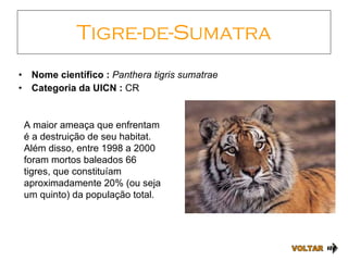 Tigre-de-Sumatra Nome científico :  Panthera tigris sumatrae Categoria da UICN :  CR VOLTAR A maior ameaça que enfrentam é a destruição de seu habitat. Além disso, entre 1998 a 2000 foram mortos baleados 66 tigres, que constituíam aproximadamente 20% (ou seja um quinto) da população total. 
