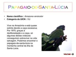P a p a g a i o - d e - S a n t a - L ú c i a Nome científico :  Amazona versicolor Categoria da UICN :  VU VOLTAR Vive na Amazónia e está quase extinto devido a caça excessiva. Por 1975, graças à desflorestação e a caça, só algumas destas criaturas conseguiram sobreviver na vida selvagem. Podemos encontrar o papagaio-de-santa-lúcia na montanha central da ilha de Santa Lúcia. 