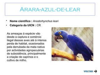 Arara-azul-de-lear Nome científico :  Anodorhynchus leari   Categoria da UICN :  CR VOLTAR As ameaças à espécie vão desde a captura e comércio ilegal dessas aves até à intensa perda de habitat, ocasionados pela derrubada da mata nativa por actividades agropecuárias de subsistência, principalmente a criação de caprinos e o cultivo de milho. 