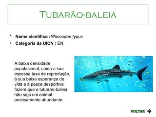 Tubarão-baleia VOLTAR Nome científico : Rhincodon typus   Categoria da UICN :  EN A baixa densidade populacional, unida a sua escassa taxa de reprodução, à sua baixa esperança de vida e à pesca desportiva fazem que o tubarão-baleia não seja um animal precisamente abundante.  