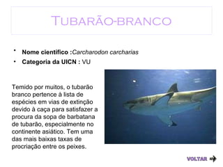 Tubarão-branco VOLTAR Nome científico : Carcharodon carcharias   Categoria da UICN :  VU Temido por muitos, o tubarão branco pertence à lista de espécies em vias de extinção devido à caça para satisfazer a procura da sopa de barbatana de tubarão, especialmente no continente asiático. Tem uma das mais baixas taxas de procriação entre os peixes.  