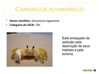 Caranguejo-amarelo Nome científico : Gecarcinus lagostoma   Categoria da UICN :  EN VOLTAR Está ameaçado de extinção pela destruição de seus habitats e pelo turismo. 