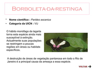 Borboleta-da-restinga Nome científico :  Parides ascanius   Categoria da UICN :  VU VOLTAR O hábito monófago da lagarta torna esta espécie ainda mais susceptível à extinção. Actualmente suas populações se restringem a poucas regiões em áreas ou habitats específicos.  A destruição de áreas de vegetação pantanosa em todo o Rio de Janeiro é a principal causa da ameaça a essa espécie. 