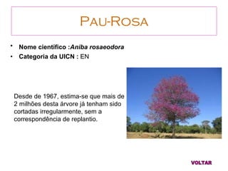Pau-Rosa Nome científico : Aniba rosaeodora   Categoria da UICN :  EN VOLTAR Desde de 1967, estima-se que mais de 2 milhões desta árvore já tenham sido cortadas irregularmente, sem a correspondência de replantio. 
