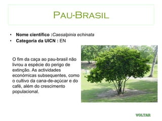 Pau-Brasil Nome científico : Caesalpinia echinata Categoria da UICN :  EN VOLTAR O fim da caça ao pau-brasil não livrou a espécie do perigo de extinção. As actividades económicas subsequentes, como o cultivo da cana-de-açúcar e do café, além do crescimento populacional. 