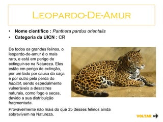 Leopardo-De-Amur Nome científico :  Panthera pardus orientalis Categoria da UICN :  CR VOLTAR De todos os grandes felinos, o leopardo-de-amur é o mais raro, e está em perigo de extinguir-se na Natureza. Eles estão em perigo de extinção, por um lado por causa da caça e por outro pela perda do  habitat , sendo especialmente vulneráveis a desastres naturais, como fogo e secas, devido a sua distribuição fragmentada.  Provavelmente não mais do que 35 desses felinos ainda sobrevivem na Natureza. 