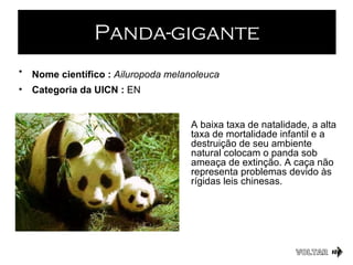 Panda-gigante VOLTAR Nome científico :  Ailuropoda melanoleuca   Categoria da UICN :  EN A baixa taxa de natalidade, a alta taxa de mortalidade infantil e a destruição de seu ambiente natural colocam o panda sob ameaça de extinção. A caça não representa problemas devido às rígidas leis chinesas.  