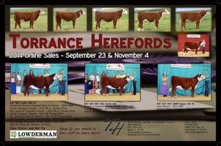 Torrance Herefords
2014 Online Sales - September 23 & November 4
Scott, Monica, Gabrielle, and Nicholas Torrance		 Justin Olson
309-746-6274							 515-520-1972
R.R. 1 Box 55							 23845 U.S. Hwy. 67
Media, IL 61460							 Good Hope, IL 61438
Torrance4@comcast.net						 J.Elmerolson@gmail.com
facebook.com/TorranceHerefords
View Online and Bid Via Stop by our stalls in
barn 25M to learn more!
RST GAT NST 26U Candi 23A
Division V Champion Bred & Owned - 2014 JNHE
Division Champion - 2014 WI Preview Show
Bred & Owned By: Gabrielle Torrance
RST NST Faith 44Z ET
Division VI Reserve Champion Bred & Owned - 2014 JNHE
Grand Champion Female - 2014 WI Jr. Preview Show
Res. Supreme Champion Female - 2014 WI Jr. Preview Show
Grand Champion Female - 2014 WI Preview Show
Div. Champion Bred & Owned - 2014 IL Jr. Preview Show
Div. Champion Owned Polled Female - 2014 IL Jr. Preview Show
Res. Division Champion Owned Polled - 2013 JNHE
Bred & Owned By: Nicholas Torrance
RST GAT NST 300W Rayna 31A ET
Class Winner - 2014 JNHE
Reserve Division Champion - 2014 WI Preview Show
Bred & Owned By: Nicholas Torrance
RST NST Grace 1A ET
High Selling Female in our 2013 Sale
Many-time Champion for Will Freking
 