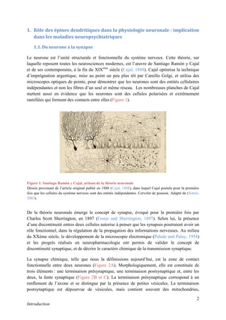 2
Introduction
1. Rôle des épines dendritiques dans la physiologie neuronale : implication
dans les maladies neuropsychiatriques
1.1. Du neurone à la synapse
Le neurone est l’unité structurale et fonctionnelle du système nerveux. Cette théorie, sur
laquelle reposent toutes les neurosciences modernes, est l’œuvre de Santiago Ramón y Cajal
et de ses contemporains, à la fin du XIXème
siècle (Cajal, 1888). Cajal optimisa la technique
d’imprégnation argentique, mise au point un peu plus tôt par Camillo Golgi, et utilisa des
microscopes optiques de pointe, pour démontrer que les neurones sont des entités cellulaires
indépendantes et non les fibres d’un seul et même réseau. Les nombreuses planches de Cajal
mettent aussi en évidence que les neurones sont des cellules polarisées et extrêmement
ramifiées qui forment des contacts entre elles (Figure 1).
De la théorie neuronale émerge le concept de synapse, évoqué pour la première fois par
Charles Scott Sherrington, en 1897 (Foster and Sherrington, 1897). Selon lui, la présence
d’une discontinuité entres deux cellules autorise à penser que les synapses pourraient avoir un
rôle fonctionnel, dans la régulation de la propagation des informations nerveuses. Au milieu
du XXème siècle, le développement de la microscopie électronique (Palade and Palay, 1954)
et les progrès réalisés en neuropharmacologie ont permis de valider le concept de
discontinuité synaptique, et de décrire le caractère chimique de la transmission synaptique.
La synapse chimique, telle que nous la définissions aujourd’hui, est la zone de contact
fonctionnelle entre deux neurones (Figure 2A). Morphologiquement, elle est constituée de
trois éléments : une terminaison présynaptique, une terminaison postsynaptique et, entre les
deux, la fente synaptique (Figure 2B et C). La terminaison présynaptique correspond à un
renflement de l’axone et se distingue par la présence de petites vésicules. La terminaison
postsynaptique est dépourvue de vésicules, mais contient souvent des mitochondries,
Figure 1. Santiago Ramón y Cajal, artisan de la théorie neuronale
Dessin provenant de l’article original publié en 1888 (Cajal, 1888), dans lequel Cajal postula pour la première
fois que les cellules du système nerveux sont des entités indépendantes. Cervelet de poussin. Adapté de (Sotelo,
2003).
 