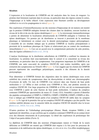 115
Résultats
Résultats
L’expression et la localisation de CHMP2B ont été analysées dans les tissus de rongeurs. La
protéine était fortement exprimée dans le cerveau, en particulier dans des régions comme le cortex,
l’hippocampe et le bulbe olfactif. Cette expression était finement corrélée au développement
cérébral in vivo et à la synaptogenèse in vitro (Figure 1).
Des expériences d’immunofluorescence sur des neurones d’hippocampe de rat matures ont montré
que la protéine CHMP2B endogène formait des clusters dans les dendrites, souvent localisés au
niveau de la tête et du cou des épines dendritiques (Figure 2). La microscopie immunoélectronique
a permis de déterminer la localisation ultrastructurale de CHMP2B endogène à l’intérieur des
épines dendritiques. Un premier pic de distribution se trouvait à proximité de la membrane
plasmique et latéralement en contact avec la densité postsynaptique (espace périsynaptique).
L’ensemble de ces résultats indique que la protéine CHMP2B se localise principalement à
proximité de la membrane plasmique de l’épine et relativement peu au contact des membranes
intracellulaires (Figure 3). Ceci est en accord avec le comportement particulier de cette protéine,
dans des lignées cellulaires (Bodon et al., 2011).
L’analyse biochimique de la distribution subcellulaire de CHMP2B a confirmé les données de
localisation. La protéine était sous-représentée dans le cytosol et se concentrait au niveau des
membranes, en particulier dans les synaptosomes. Une proportion importante de CHMP2B et de
CHMP4B, une autre sous-unité du complexe ESCRT-III, sont restées insolubles, après une
extraction des synaptosomes au TritonX-100 (Figure 4). Ceci suggère que les clusters de CHMP2B
peuvent représenter des assemblages polymériques, associés à des éléments de la densité
postsynaptique.
Pour déterminer si CHMP2B formait des oligomères dans les épines dendritiques nous avons
solubilisé des extraits de synaptosomes dans du désoxycholate et réalisé une chromatographie
d’exclusion de taille. Un tiers de CHMP2B s’est retrouvé dans une fraction de haut poids
moléculaire (> 1,5 MDa) et était co-éluée avec CHMP4B et Alix, une protéine associée au
complexe ESCRT-III. Une large proportion du CHMP4B et d’Alix ont été co-immunoprécipités
avec CHMP2B à partir de cette fraction de haut poids moléculaire. L’analyse du complexe
contenant CHMP2B par spectrométrie de masse (Y. Couté, CEA, Grenoble) a permis d’identifier
des peptides correspondant à CHMP1A, CHMP2A, CHMP3, CHMP4B, CHMP5, CHMP6 et Alix.
Ceci a indiqué que CHMP2B faisait partie d’un complexe ESCRT-III stable dans les synapses
(Figure 4). Il s’agit de la première fois qu’un complexe ESCRT-III endogène a pu être purifié. Son
extrême stabilité détonne avec le caractère labile du complexe ESCRT-III identifié chez la levure
(Babst et al., 2002b; Teis et al., 2008).
D’autres protéines de l’échafaudage postsynaptique (Homer, Shank, récepteur NMDA...) ont
également été identifiées, ce qui confirme que le complexe contenant CHMP2B est en contact étroit
avec des éléments structurants de la postsynapse. Le détail des expériences de protéomique fait
l’objet d’une partie dédiée (Partie 3).
La déplétion de CHMP2B dans des neurones d’hippocampes mature et l’étude de la souris
déficiente en CHMP2B ont montré que CHMP2B était requise à la fois pour les processus de
maturation et de stabilisation des épines dendritiques, in vitro et in vivo. Ces effets morphologiques
 