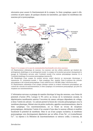 3
Introduction
nécessaires pour assurer le fonctionnement de la synapse. La fente synaptique, quant à elle,
constitue un petit espace, de quelques dizaines de nanomètres, qui sépare les membranes des
neurones pré et postsynaptique.
L’information nerveuse se propage de manière électrique le long des neurones, sous forme de
potentiels d’action (PA). Lorsque le PA arrive au niveau de la terminaison axonale, la
dépolarisation membranaire autorise l’ouverture de canaux calciques dépendants du voltage,
et donc l’entrée de calcium. Ce calcium permet la fusion des vésicules présynaptiques avec la
membrane plasmique, libérant ainsi de petites molécules, appelées neurotransmetteurs, dans la
fente synaptique. Ces neurotransmetteurs, en se fixant au niveau de récepteurs
postsynaptiques, déclencher l’entrée d’un courant d’ions dans le neurone efférent et modifier
localement le potentiel de membrane. Dans le cas d’une synapse excitatrice, la membrane
postsynaptique sera électriquement dépolarisée par un influx d’ions Na+
, et éventuellement
Ca2+
. La réponse à la libération de neurotransmetteurs se retrouve codée, à nouveau, de
Figure 2. La synapse est la zone de communication fonctionnelle entre deux neurones
(A) Représentation schématique de neurones. Les neurones sont des cellules polarisées qui émettent des
prolongements dendritiques et un prolongement axonal. La synapse est la jonction qui permet classiquement le
passage de l’information nerveuse entre l’extrémité axonale d’un neurone présynaptique (neurone A) et
l’extrémité dendritique d’un neurone postsynaptique (neurone B).
(B) Morphologie d’une synapse du système nerveux central observée en microscopie électronique à
transmission. At : terminaison axonale, s : fente synaptique, Den : dendrite. Noter la présence des vésicules
présynaptique et de la densité postsynaptique. Cortex auditif de rat (x 100 000). (https://wiki.brown.edu/)
(C) Représentation schématique d’une synapse chimique mettant en évidence terminaison présynaptique, qui
contient des vésicules de neurotransmetteurs, la fente synaptique et la terminaison postsynaptique, qui porte les
récepteurs aux neurotransmetteurs.
 