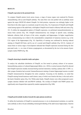121
Résultats
RESULTS
Chmp2b expression in the postnatal brain
To compare Chmp2b protein levels across tissues, a range of mouse organs were analyzed by Western
immunoblotting with an anti-Chmp2b antibody. The same blots were also probed with an antibody raised
against the major ESCRT-III subunit Chmp4b. For both proteins, expression was strikingly higher in the
brain than in the other organs we examined, except for testes (Fig. 1A). Expression of Chmp2b and Chmp4b
varied among regions of the adult brain, with highest Chmp2b levels found in olfactory bulb and cortex (Fig.
1C). To define the topographical pattern of Chmp2b expression, we performed immunohistochemistry on
mouse brain sections (Fig. 1D). Chmp2b immunoreactivity was stronger in specific areas, including
habenula, olfactory bulb, all layers of the cortex, amygdala, and hippocampus. In higher magnification
views, immunostaining was evident in the somatodendritic compartment of numerous neurons (e.g. in the
CA1 region of the hippocampus) (Fig. 1E). Specificity of staining was confirmed by showing reduced
staining in Chmp2b KD brain, and by use of a second anti-Chmp2b antibody (Fig. S1C-E). Analysis of
mouse brain at various stages of development indicated that Chmp2b expression increased during the first
post-natal week, i. e. at a time of intense synaptogenesis, as documented by the rise in the amount of post-
synaptic marker PSD95 (Fig. 1B).
Chmp2b clustering in dendritic shafts and spines
To analyze the subcellular distribution of Chmp2b, we first turned to primary cultures of rat neurons.
Immunoblotting analysis of cultured hippocampal (Belly et al., 2010) or cortical neurons (Fig.S2A) showed
that Chmp2b expression steadily increased during neuronal maturation, reaching a plateau after 12 DIV, i.e.
after synapse formation had occurred. Immunofluorescent staining of mature hippocampal neurons revealed
Chmp2b immunoreactivity throughout the entire cytoplasm. Focussing on the dendrites, we noted that
Chmp2b staining formed numerous small clusters, many of which were found at the base, in the neck and in
the head of dendritic spines (Fig. 2A). Within spine heads, Chmp2b clusters were often juxtaposed to post-
synaptic densities labelled with anti-PSD-95 antibody. The overlap of Chmp2b with PSD95 puncta was
significantly more frequent than expected by random superposition (Fig. S2B).
Chmp2b preferentially localizes beneath the spine plasma membrane
To define the localization of Chmp2b in neuronal processes in situ at ultrastructural resolution, we used the
same antibody as above for pre-embedding immunogold labelling of the adult mouse hippocampus. Electron
 