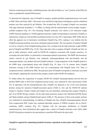 123
Résultats
fractions containing postsynaptic scaffolding proteins, they did not behave as “core” proteins of the PSD, but
rather as peripherally attached PSD proteins.
To determine the oligomeric state of Chmp2b at synapses, gradient-purified synaptoneurosomes were lysed
in DOC (Husi and Grant, 2001). The lysates were clarified by high-speed centrifugation and the solubilised
proteins were then analyzed by gel filtration. This revealed that 30% of synaptic Chmp2b was associated
with large molecular assemblies (> 1.5 MDa), co-eluting with the expected peak of post-synaptic receptor /
scaffold complexes (Fig. 3C). The remaining Chmp2b molecules were eluted in low molecular weight
(LMW) fractions (peaking at 50 kDa apparent molecular weight) corresponding to monomeric Chmp2b, as
indicated by comparison with purified recombinant protein (see Fig. S3C). Importantly, DOC buffer did not
affect the apparent size of monomeric recombinant Chmp2b (Fig. S3C), making it very unlikely that the
Chmp2b-containing multimer arose from a detergent-induced artefact. The vast majority of synaptic Chmp4b
as well as a fraction of the Chmp4b-binding protein Alix co-eluted with the high molecular weight (HMW)
pool of Chmp2b and PSD95 (Fig. 3C,D). These data show that at synapses Chmp2b, Chmp4b and Alix are
part of stable polymers, which could be ESCRT-III complexes associated with synaptic structures. To
investigate this point further, we performed co-immunoprecipitation experiments. The HMW and monomeric
entities resolved by gel filtration were separately immunoprecipitated with anti-Chmp2b, and the
immunoprecipitates were probed with anti-Chmp4b antibody. A large proportion of the Chmp4b present in
the HMW peak co-precipitated along with Chmp2b (Fig. 3E, lanes 1-3). In contrast, those Chmp4b
molecules existing in the LMW fraction were not co-precipitated with Chmp2b (lanes 4-6). Thus, in
synaptoneurosomes solubilised by DOC, the polymeric pool of Chmp4b corresponds to molecules associated
with Chmp2b, supporting the conclusion that synapses contain stable ESCRT-III complexes.
To further define the composition of synaptic ESCRT-III, Chmp2b immunoprecipitates derived from the
purified HMW peak or from total synaptoneurosomal lysates were analyzed by mass spectrometry (Table
S3). In agreement with the immunodetection data, Chmp4b was detected as one of the most prominent
proteins among the numerous Chmp2b-associated species (Table I). Alix and the ESCRT-III subunits
Chmp1A, Chmp2A, Chmp3, Chmp5 and Chmp6 were also identified, confirming that synaptic Chmp2b is
part of an ESCRT-III-type complex. On the other hand, proteomic analysis also identified GluN2B, Homer
and Shank peptides among Chmp2b-bound species (Table I). The presence of these post-synaptic proteins
was confirmed by immunoblotting. In addition to Chmp4b and Alix, Chmp2b immunoprecipitates derived
from synaptosomal DOC lysates also contained detectable amounts of NMDA receptors, but no GluA2-
containing AMPA receptors (Fig. 3F). Together with the intra-spine distribution of Chmp2b
immunoreactivity, these biochemical data suggest that a subset of Chmp2b molecules exist within stable
ESCRT-III polymers attached to the spinoskeleton, around the PSD and in the spine shell.
Chmp2b is required for maintaining dendritic branches, dependent on interaction with Chmp4b
 