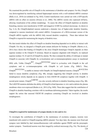 124
Résultats
We examined the possible role of Chmp2b in the maintenance of dendrites and synapses. For this, Chmp2b
was down-regulated by transfecting cultured hippocampal neurons with a well-validated shRNA construct
(Belly et al., 2010) (re-validated in Fig. S4A). Control transfections were carried out with a GFP-specific
shRNA with no effect on neurons (Alvarez et al., 2006). The shRNA vectors also expressed mCherry,
allowing visualization of the cellular morphology. To assess the effect of Chmp2b depletion on dendrite
branching, neurons were transfected at 10 DIV and imaged at 14 DIV by confocal microscopy. As shown in
Fig. 4 (A, B), Chmp2b-depleted neurons underwent a dramatic loss of higher-order dendritic branches,
compared to neurons transfected with control shRNA. Coexpression of a RNAi-resistant version of the
Chmp2b mRNA together with the shRNA fully rescued dendritic complexity. These data indicate that
Chmp2b is required for maintaining the integrity of dendritic trees.
We then tested whether the effect of Chmp2b on dendrite branching depended on its ability to interact with
Chmp4b. For this, we designed a Chmp2b point mutant deficient for binding to Chmp4b. (Morita et al.,
2011) have shown that binding of Chmp4b to the close Chmp2b homologue Chmp2A depends on three
arginine residues in the Chmp2A N terminus. Based on sequence alignment with Chmp2A, we replaced
arginine residues 19, 22 and 26 of Chmp2b by alanine. We then evaluated the ability of wild-type or mutant
Chmp2b to associate with Chmp4b, by co-localization and co-immunoprecipitation assays in transfected
HEK cells. Unlike Chmp2b
WT
, Chmp2b
R19/22/26A
failed to co-localize with Chmp4b in the cell
cytoplasm, and to co-immunoprecipitate with Chmp4b in cell lysates (Fig. S4B,C). Thus,
Chmp2b
R19/22/26A
is unable to interact with Chmp4b. In Chmp2b-depleted neurons, Chmp2b
R19/22/26A
failed to rescue dendritic complexity (Fig. 4B), strongly suggesting that Chmp2b activity in dendrite
morphogenesis strictly depends on its capacity to form ESCRT-III complexes together with Chmp4b. A
second point mutant, Chmp2b
L4DF5D
, was also severely deficient in dendrite branching assays (Fig. 4B).
The L4D/F5D mutation abolishes the ability of Chmp2b to bind liposomes in vitro and to deform the plasma
membrane when over-expressed (Bodon et al., 2011) (Fig. S4D). These data suggest that the contribution of
Chmp2b to dendrite branching correlates with its membrane-deforming potential. Taken together, the results
support the notion that neuronal ESCRT-III complexes containing Chmp2b are involved in dendrite
morphogenesis.
Chmp2b is required for maintenance of synapse density in vitro and in vivo
To investigate the contribution of Chmp2b to the maintenance of excitatory synapses, neurons were
transfected with control or Chmp2b-targeting shRNA plasmid. Two days later, the neurons were fixed and
synapses were labelled by dual immunofluorescence with antibodies against PSD95 and the presynaptic
marker synapsin. Transfected neurons were then imaged by confocal microscopy (Fig. 5A). The density of
 